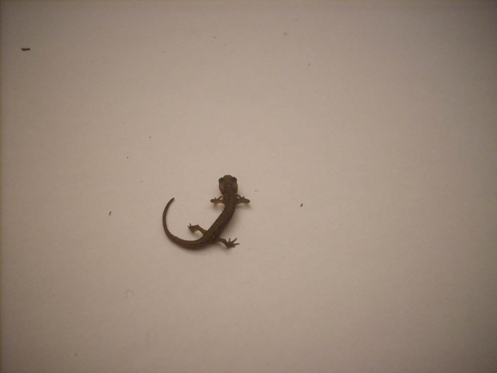 tritone da identificare - Lissotriton italicus